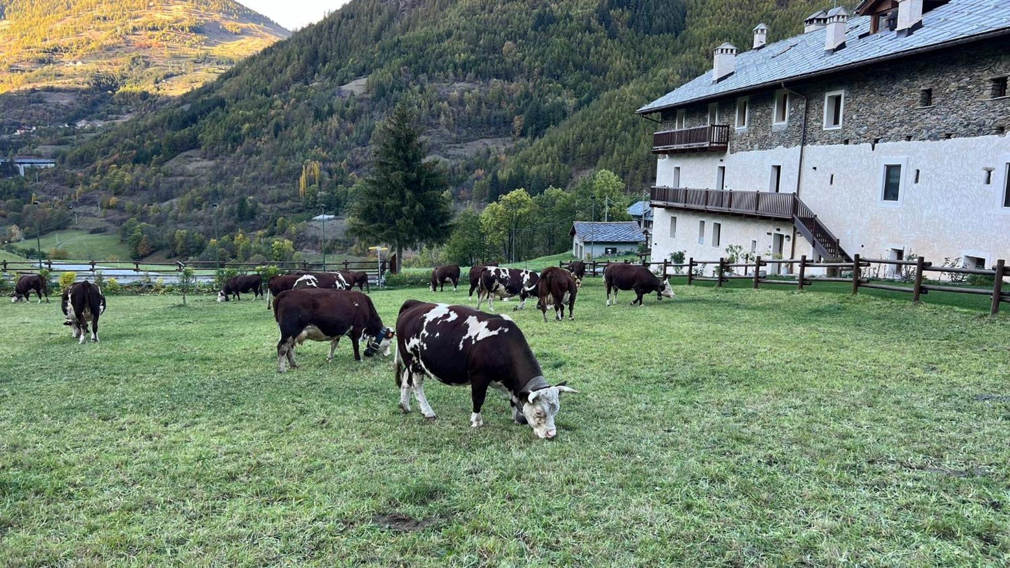 Maison Marcoz - Appartamenti Vacanze Etroubles Buitenkant foto